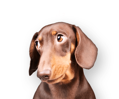 Confused dachshund with question marks above its head.
