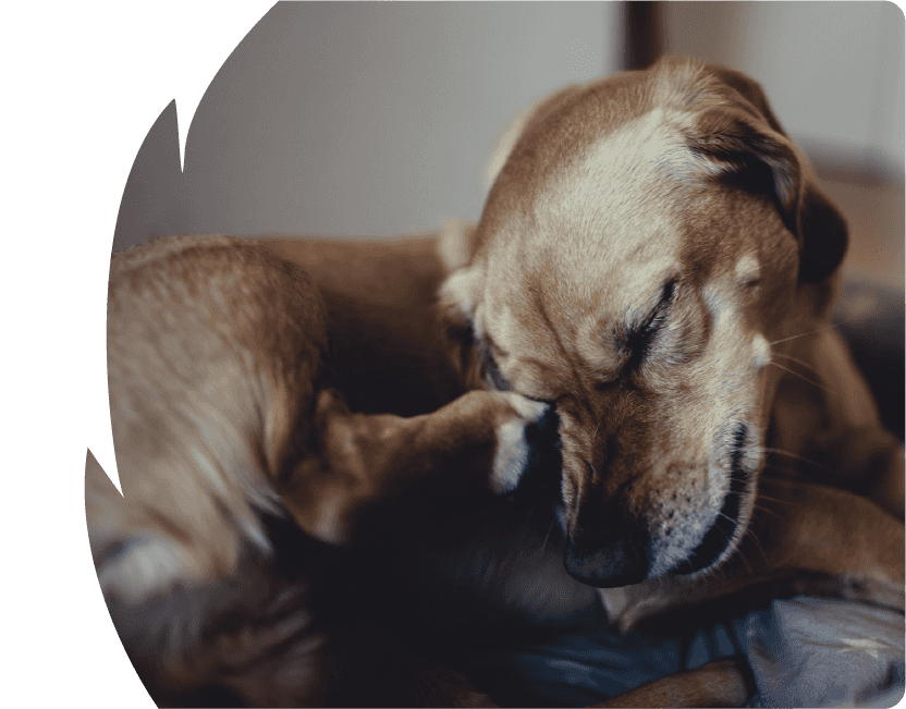 Dog scratching its face with its paw while lying down.