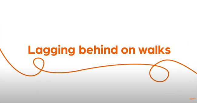 Text "Lagging behind on walks" with orange swirl on white background.