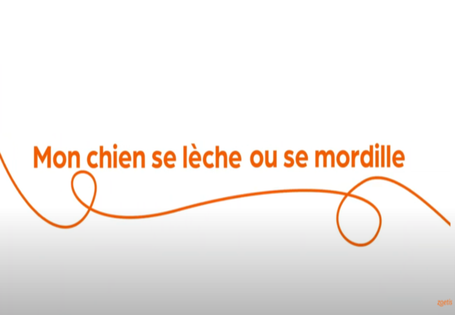 Texte « Mon chien se lèche ou se mordille » avec une spirale orange sur fond blanc.