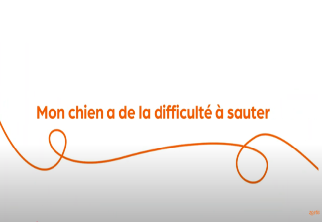 Texte « Mon chien a de la difficulté à sauter » avec une spirale orange sur fond blanc.