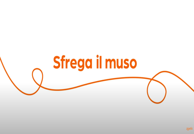 Testo "Sfrega il muso" con vortice arancione su sfondo bianco.
