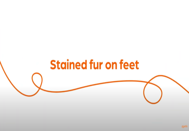 Text "Stained fur on feet" with orange swirl on white background.