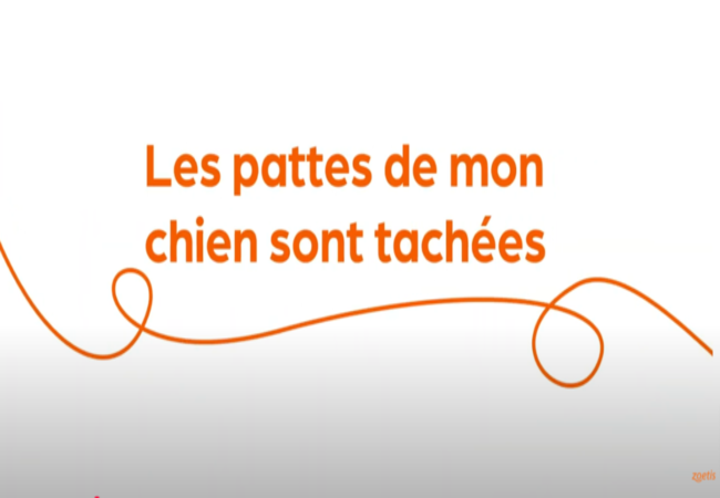 Texte « Les pattes de mon chien sont tachées » avec une spirale orange sur fond blanc.
