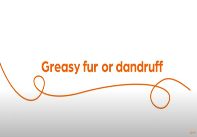 Text "Greasy fur or dandruff" with orange swirl on white background.