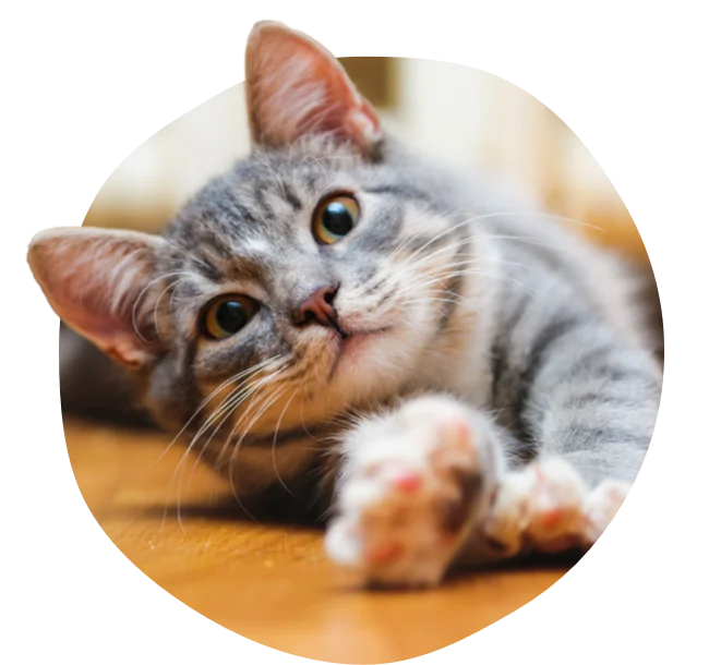 Gray cat lying on wooden floor looking up with paw outstretched.