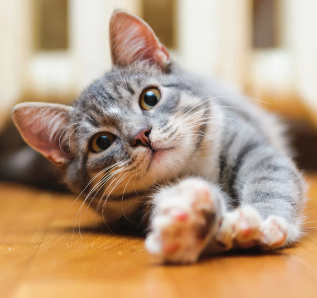 Gray tabby cat stretching on wooden floor.