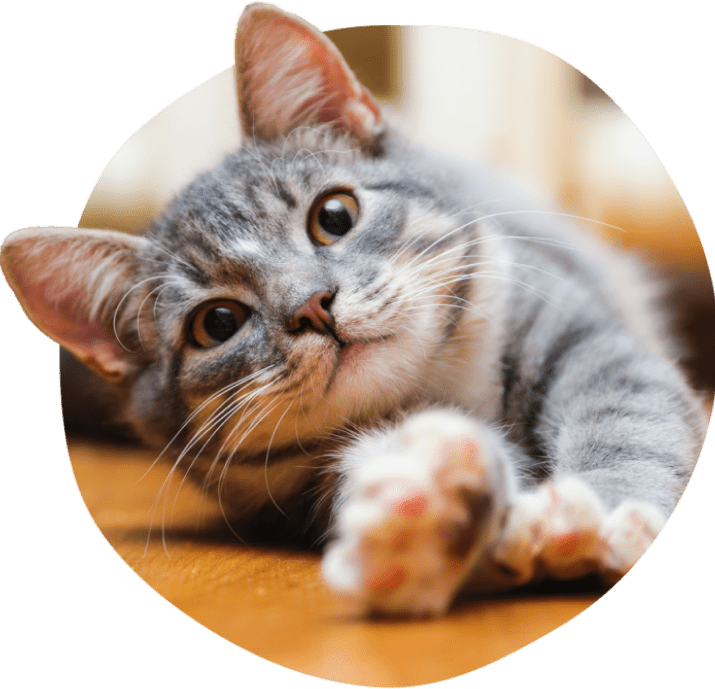 Chat tigré gris qui s’étire sur le plancher en bois.