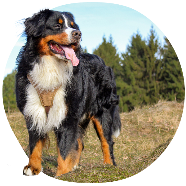 Bernese Mountain Dog standing outdoors in a grassy area with trees in the background.