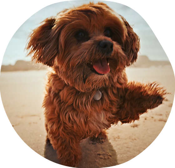 Close de um cachorro preto com orelhas grandes olhando para a câmera