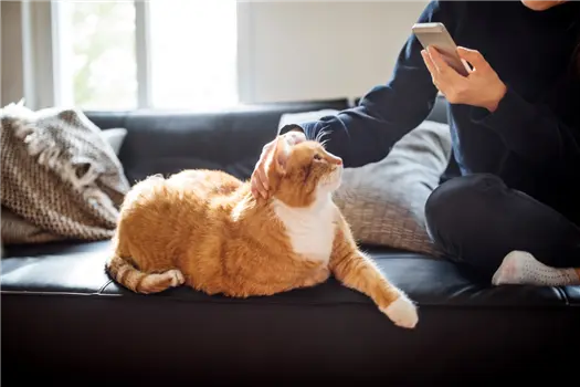 Person petting orange cat on couch while using phone.