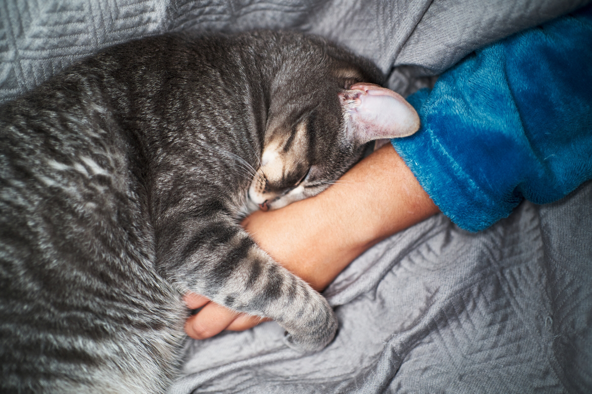 Gray cat sleeping on a person's arm wrapped in a blue sleeve.