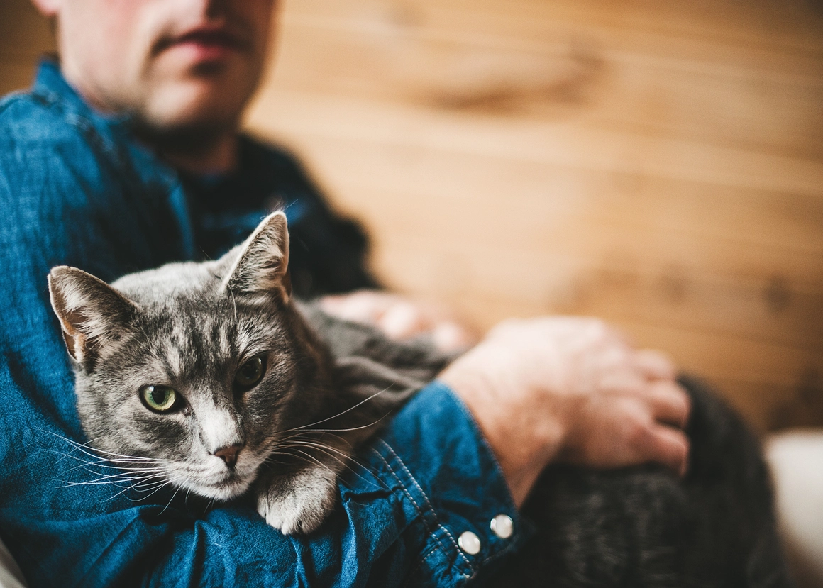 Gray cat resting on a person's lap in a denim shirt.