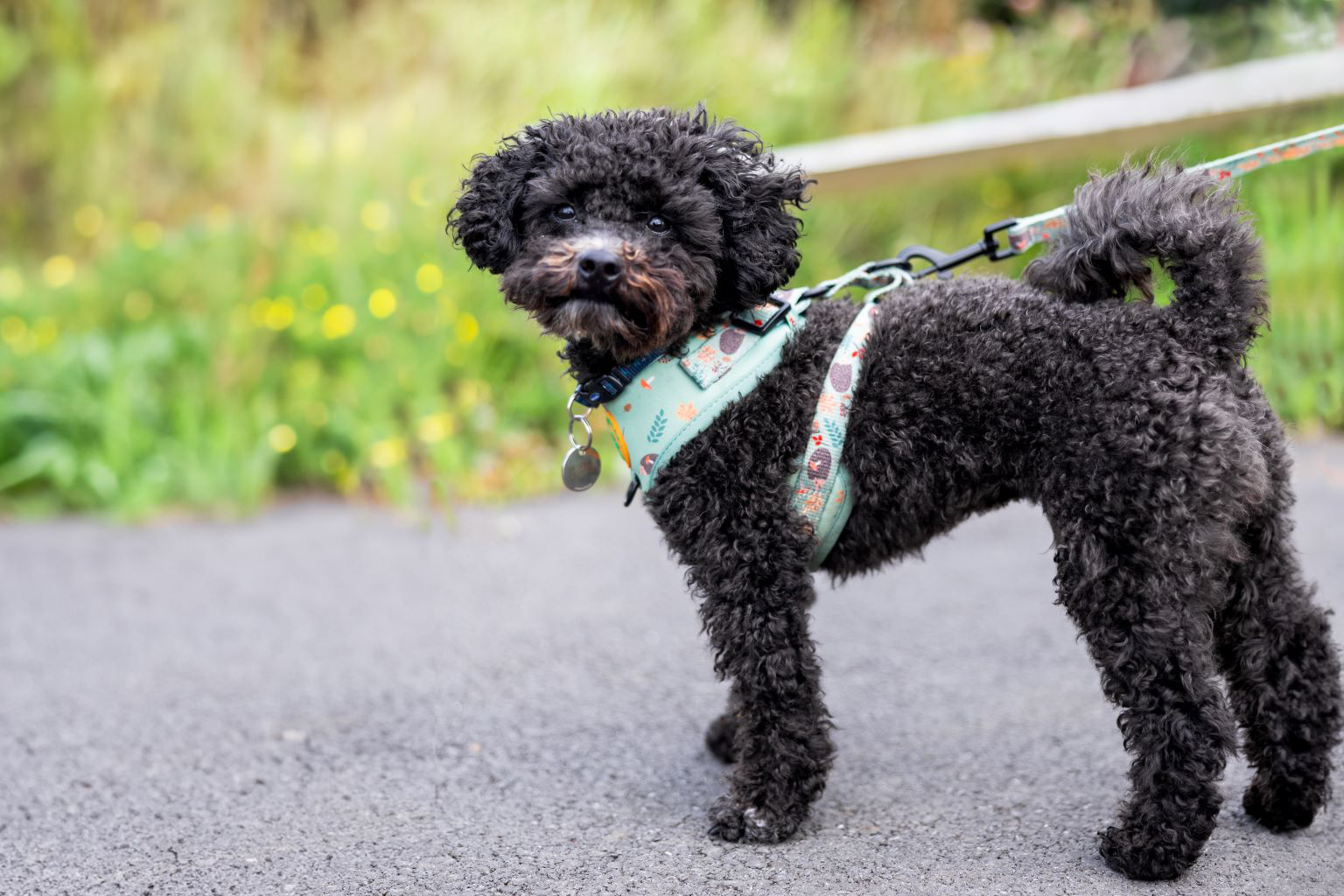 Curly-haired black dog wearing a colorful harness standing on a path.