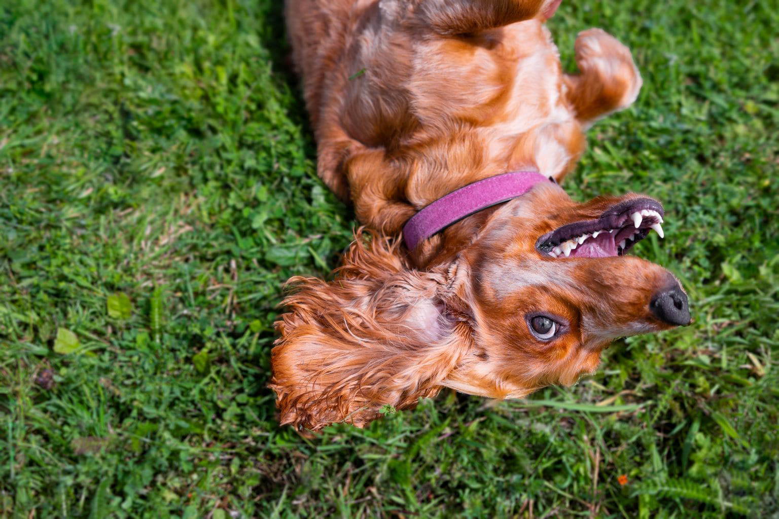 Happy dog rolling in grass on a sunny day.