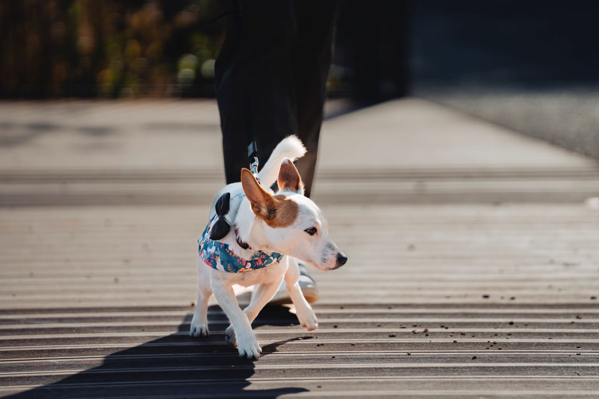Small dog with a floral vest walking on a wooden deck.