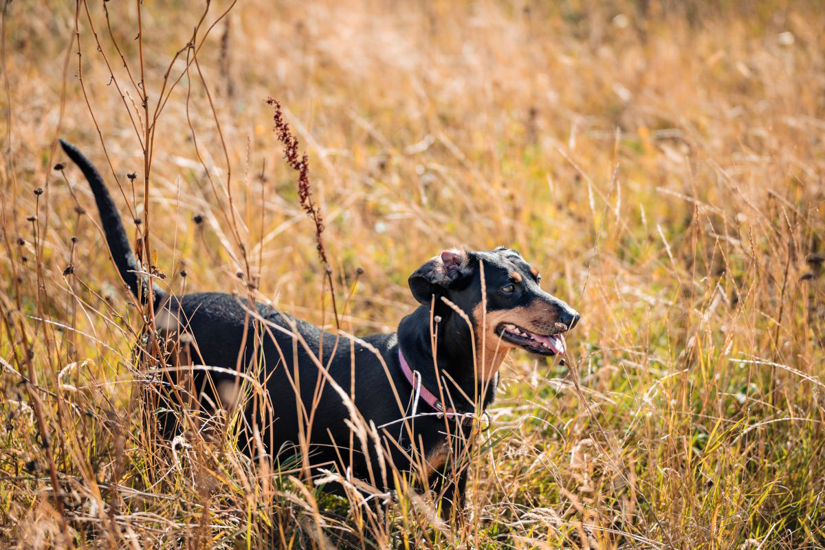 Black dog with brown markings in a grassy field.