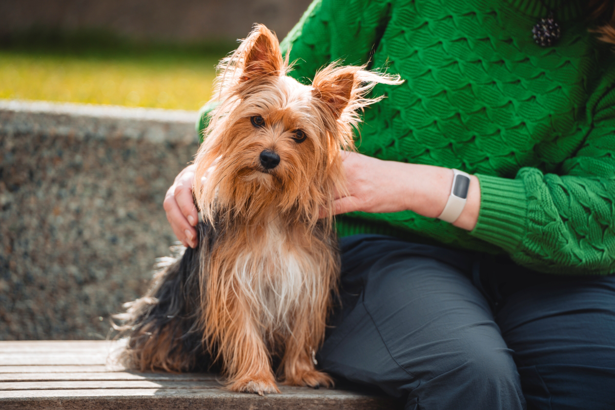 Small dog sitting beside a person outdoor.