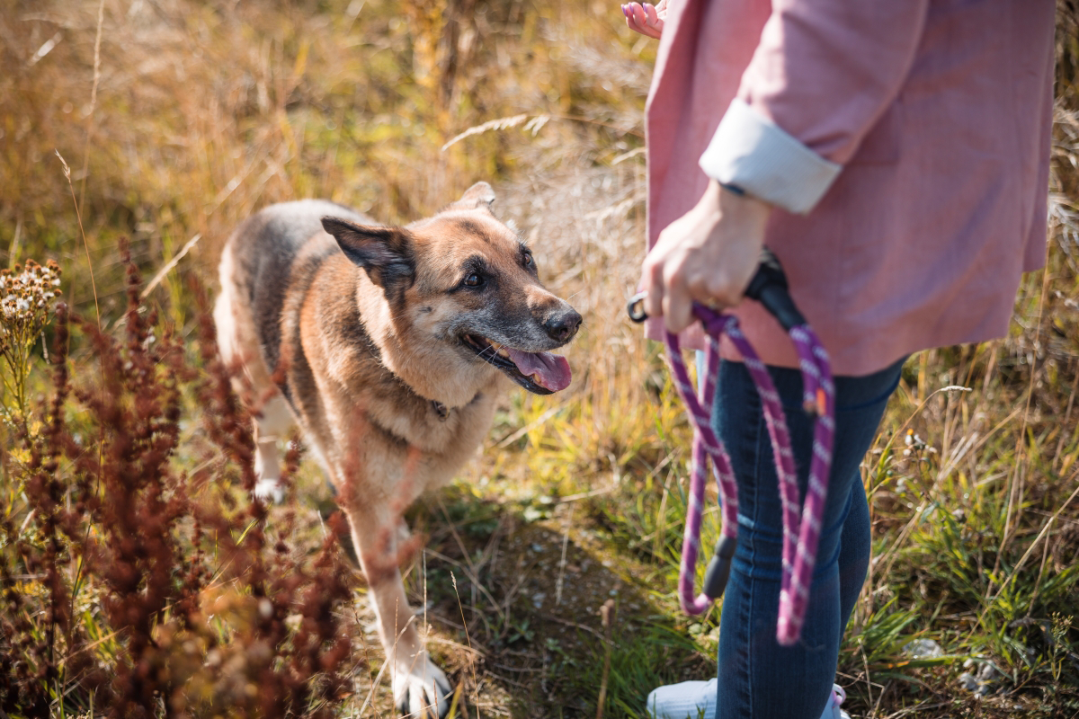 Dog with leash in mouth looks at person holding a purple leash in a grassy area.
