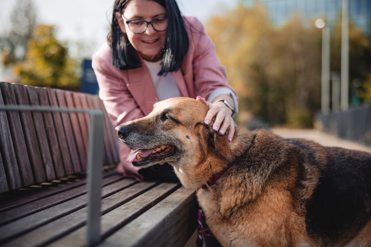 Person petting a German Shepherd on a bench outdoors.