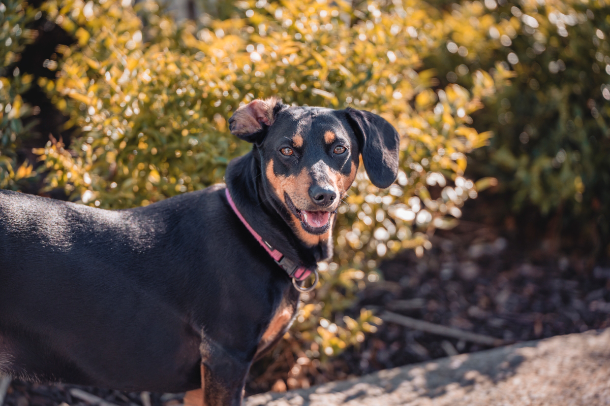Happy black and tan dog with floppy ears outdoors.