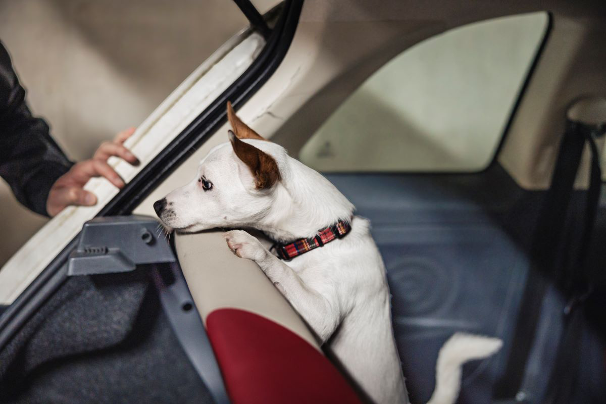 Small dog in a car looking out of the window.