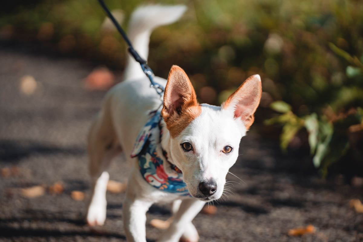Small dog with a bandana walking on a leash outdoors.