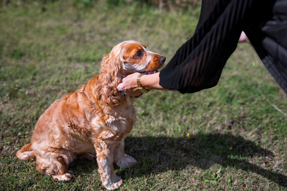 Golden cocker spaniel being petted outdoors.