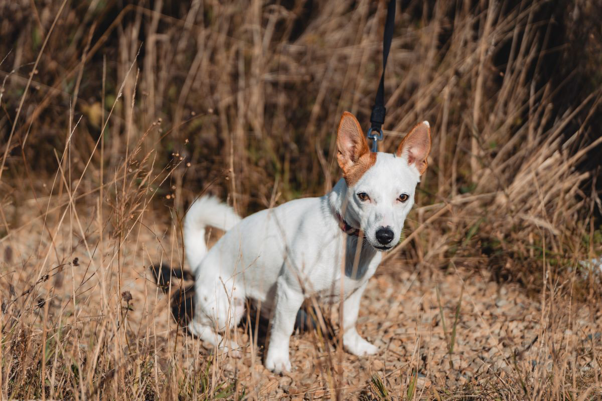 Small white dog with brown ears on a leash in a grassy area.