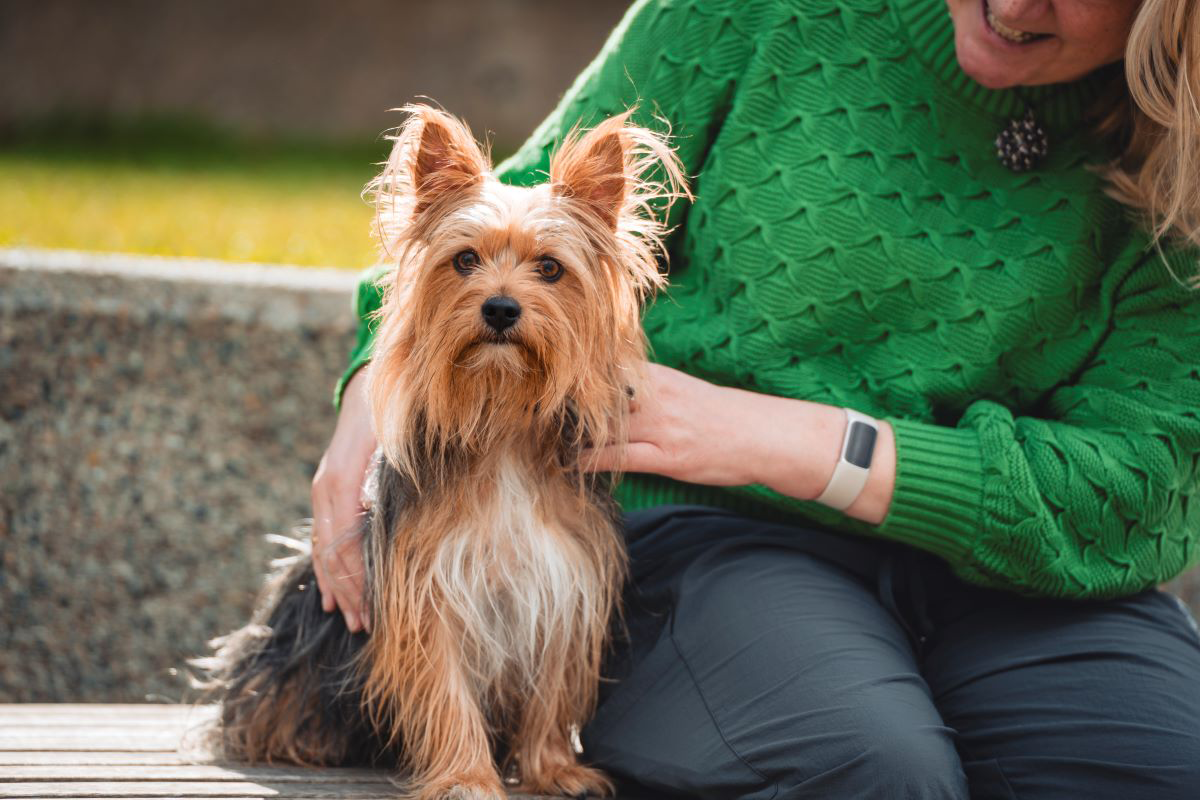 Woman in green sweater petting small brown dog.
