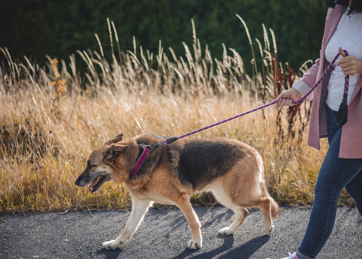 Persona paseando un perro grande con correa al aire libre.