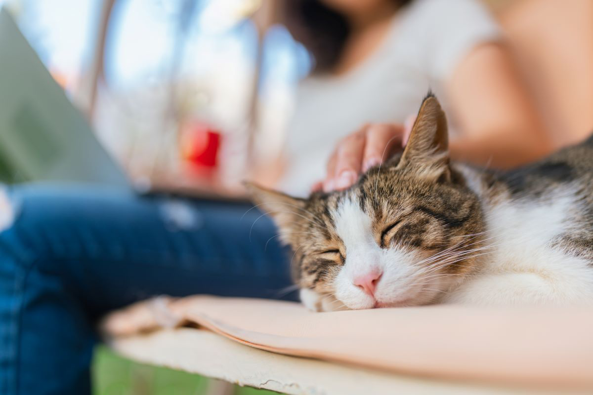 Person petting a sleeping cat on a lap.