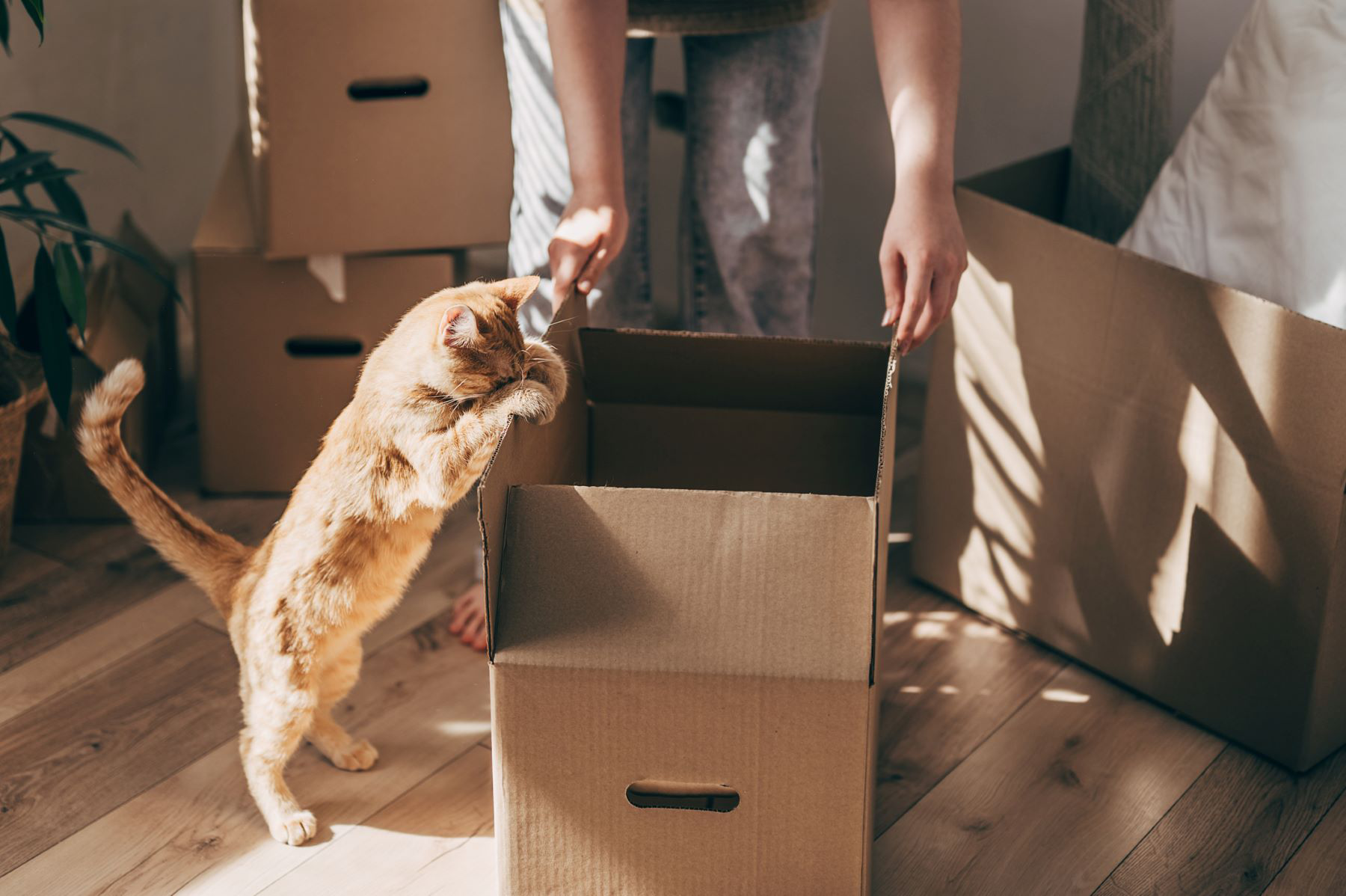 Eine rote Katze steht auf den Hinterbeinen und schnüffelt an einer offenen Kiste.