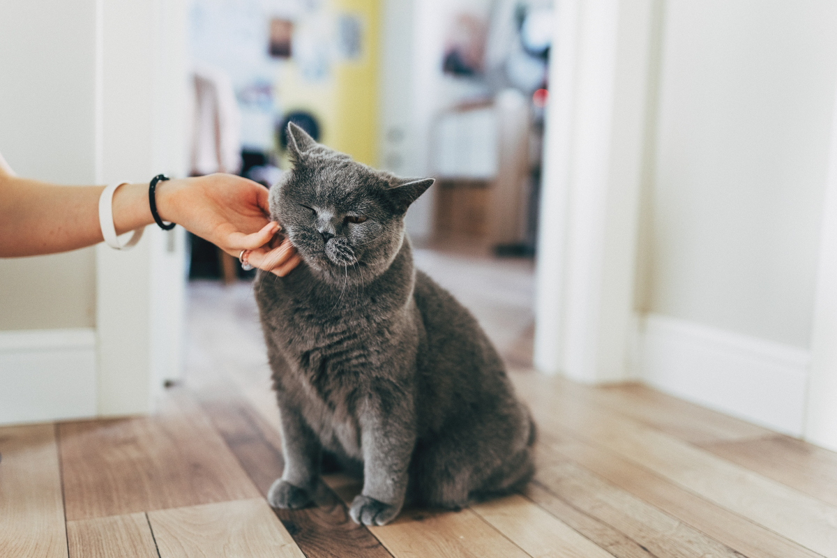 Gray cat being petted under the chin in a hallway.