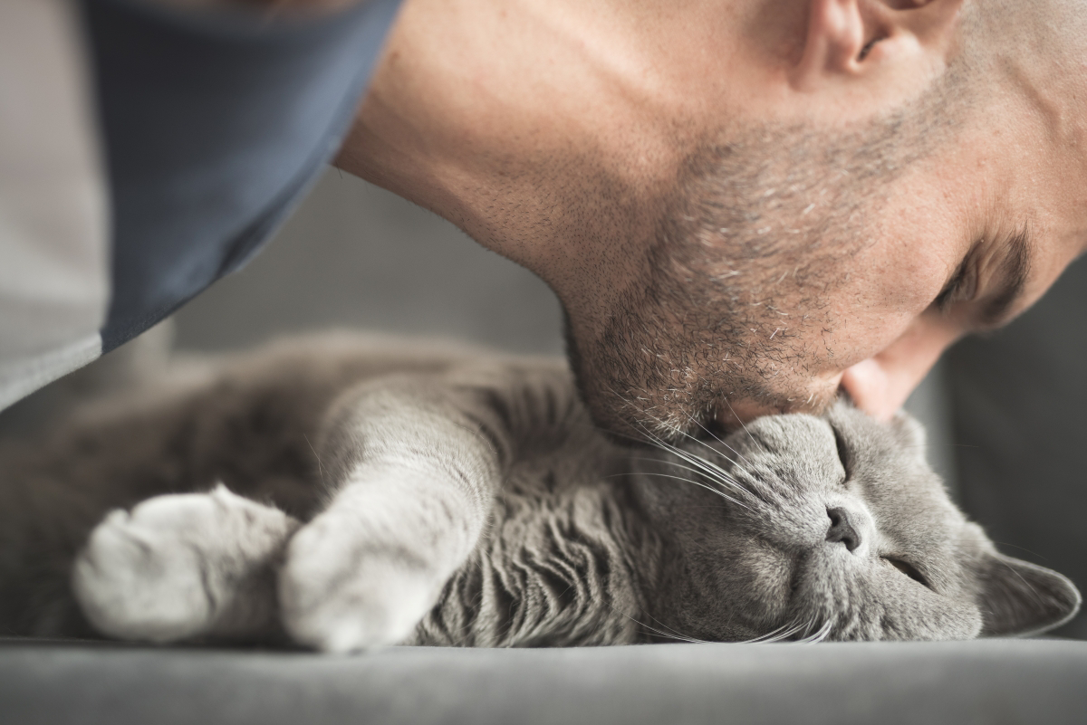 Person kissing a content gray cat on the head.