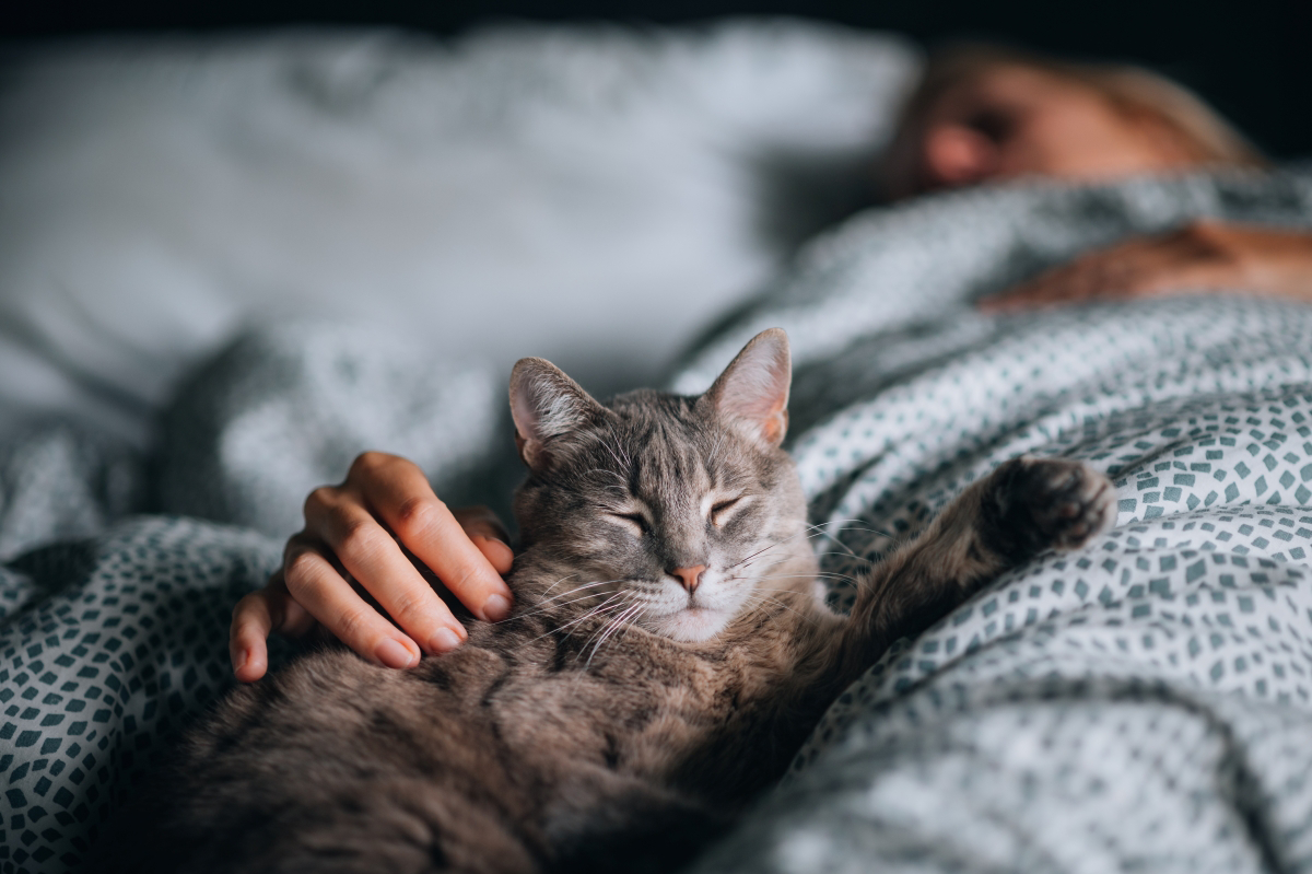 Gray cat sleeping in bed with a person.