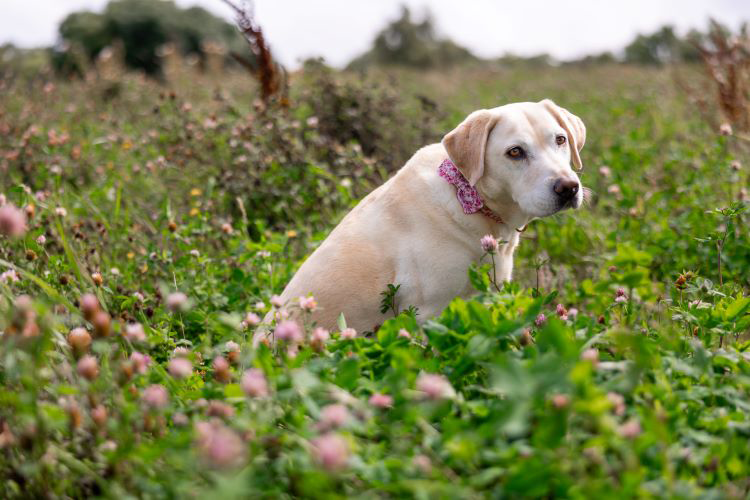 Labrador with a pink collar sitting in a field of wildflowers.