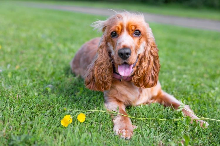 Cocker Spaniel feliz deitado na grama perto de flores amarelas.