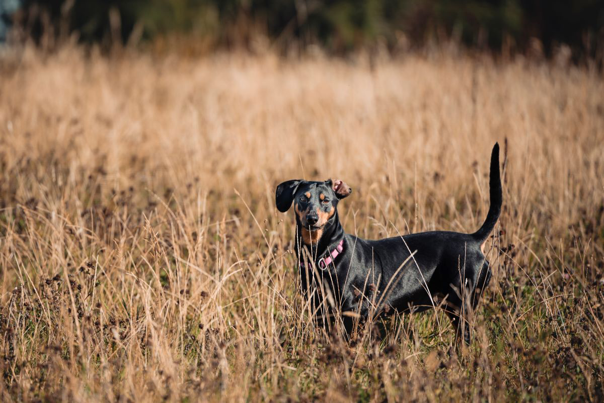 Black dog standing among tall grass field.