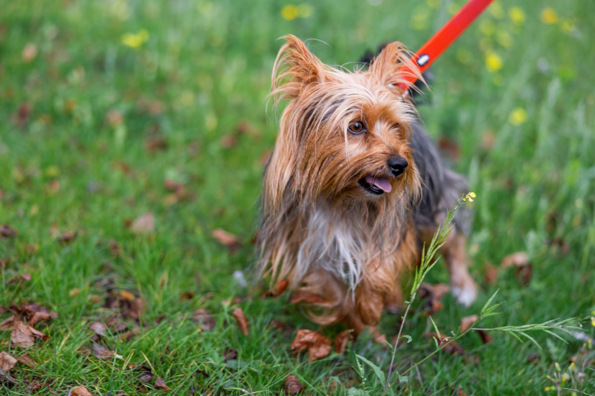Yorkshire Terrier on a leash standing on grass.