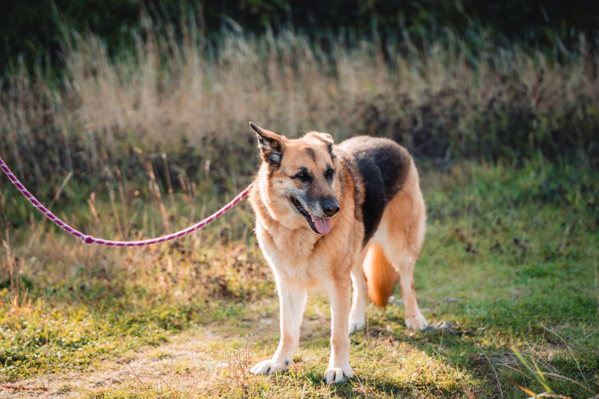 German Shepherd on a leash in a grassy field.