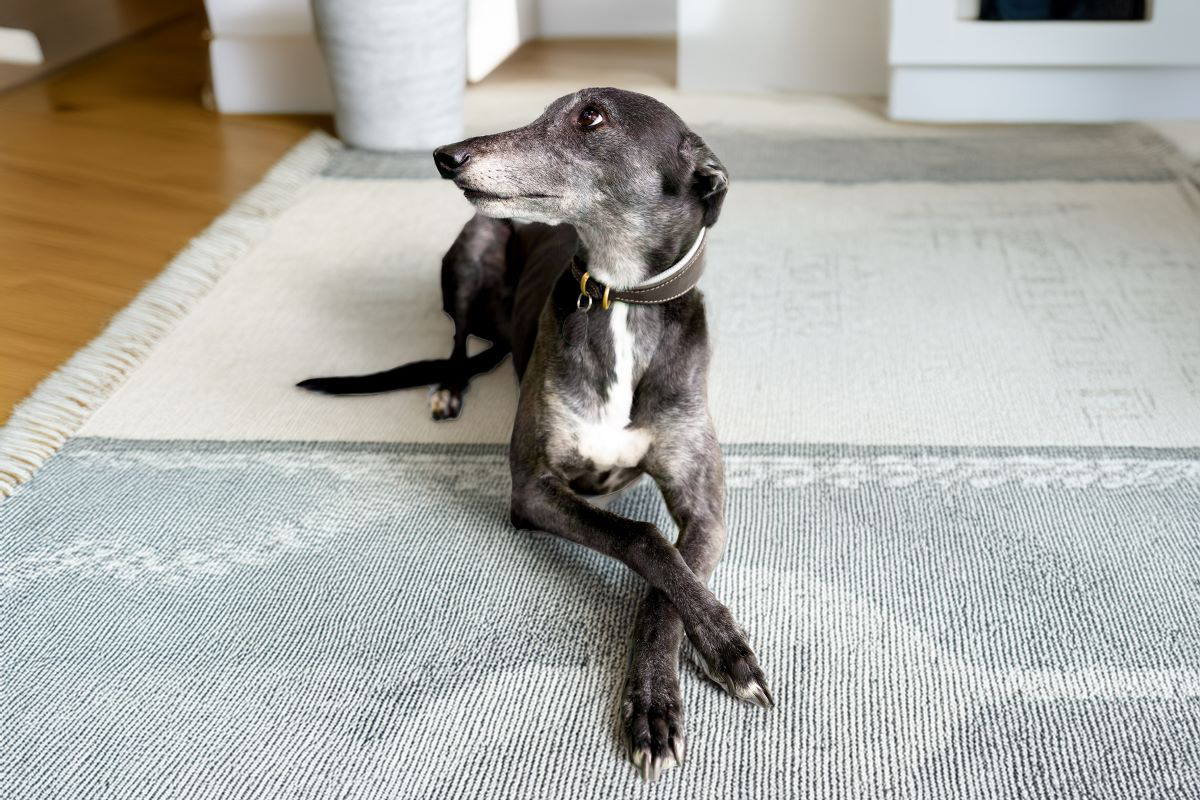 Chien noir en laisse marchant sur un chemin mouillé.