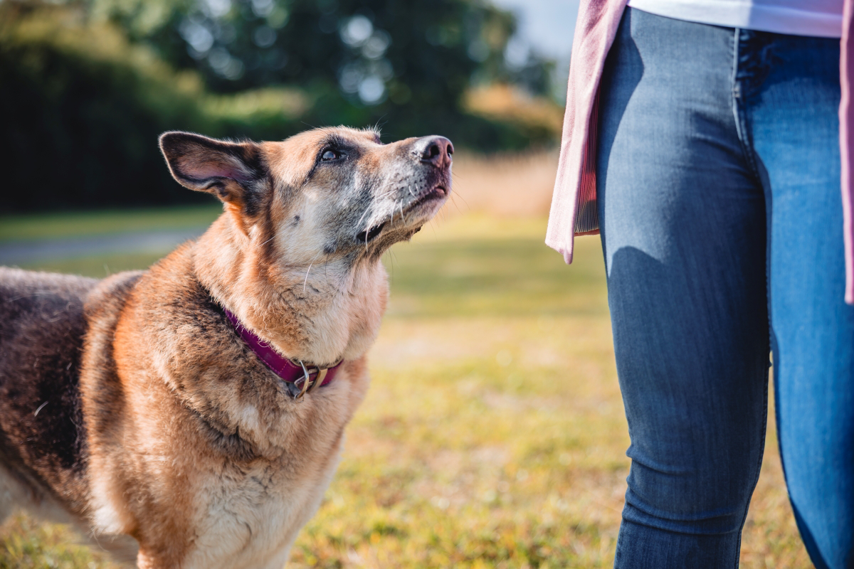Perro con collar morado mira a la persona en jeans.
