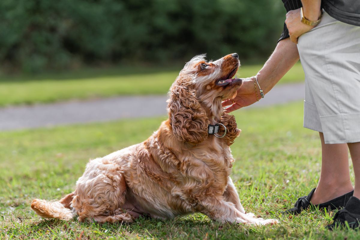 Brown dog being petted by a person in a grassy park.