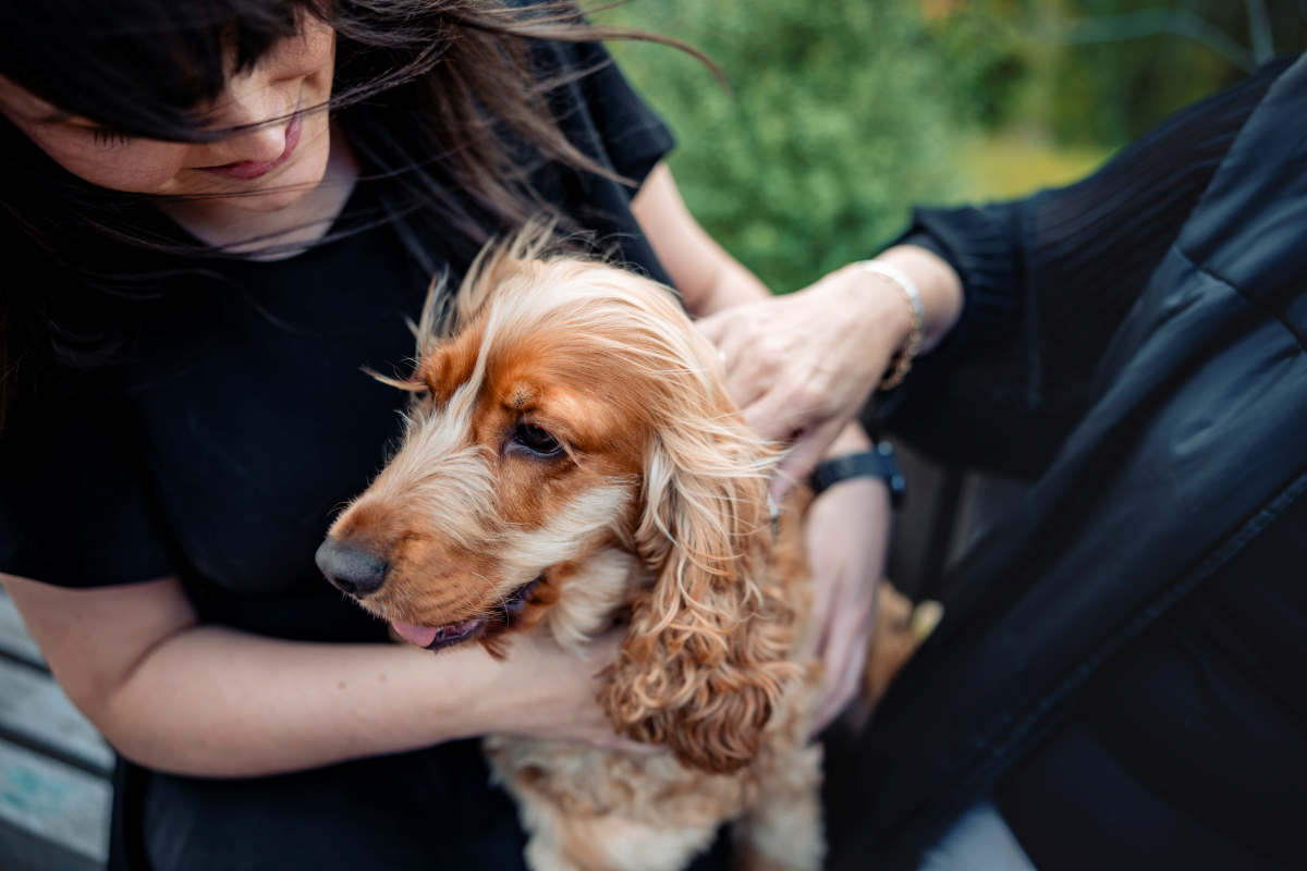 Person petting a brown dog.