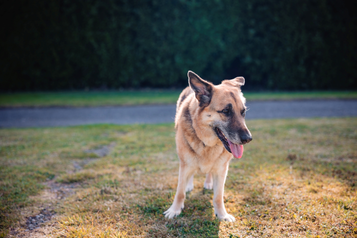 German Shepherd standing on grass with tongue out.