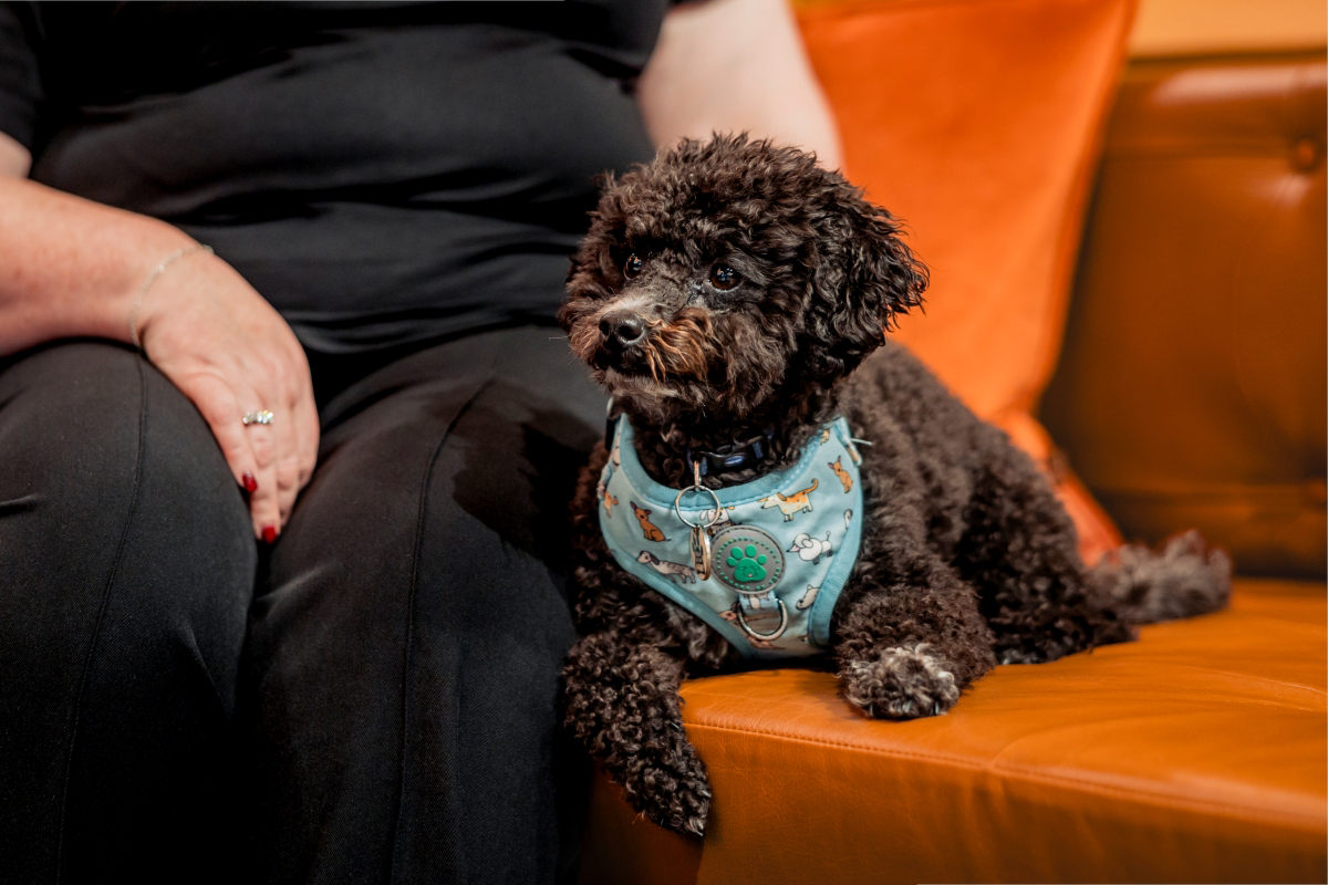 Small black dog wearing a blue harness sitting on an orange couch.