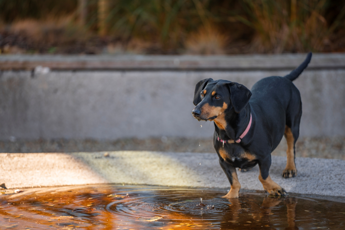 Black and tan dog with pink collar near a water puddle.
