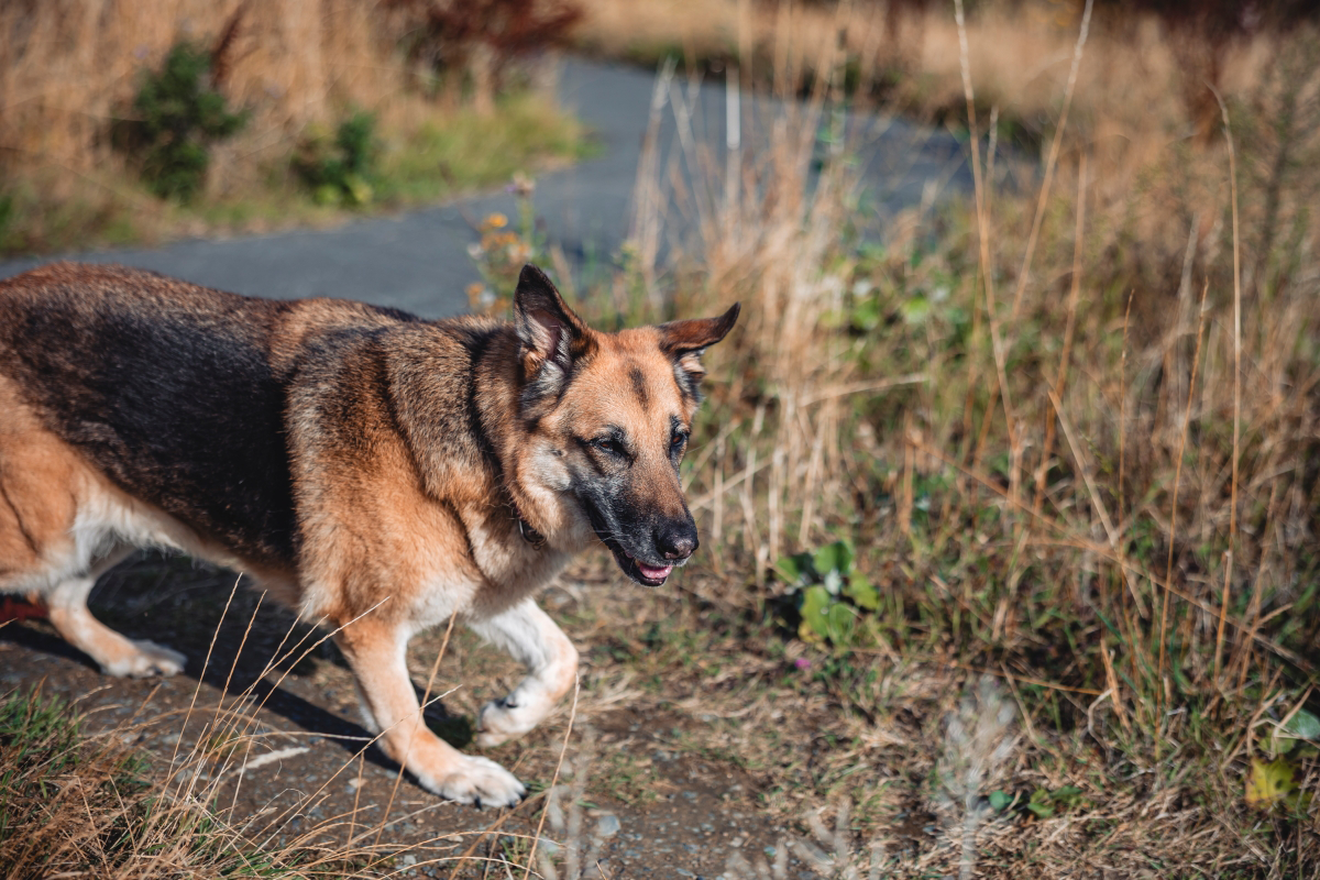 German Shepherd walking on a path through dry grass.
