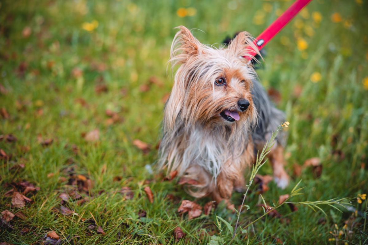 Small dog on a red leash in a grassy field.